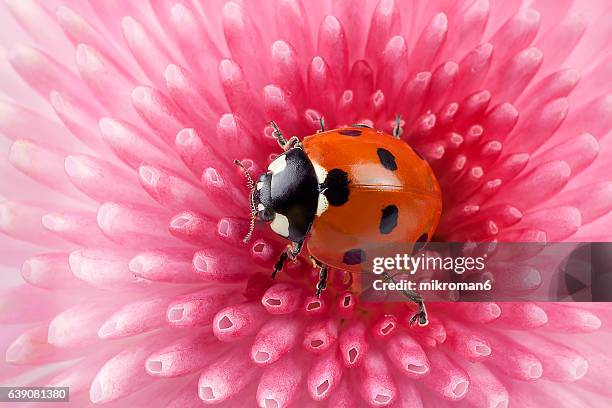 ladybug on pink daisy flower - seven spot ladybird stock pictures, royalty-free photos & images