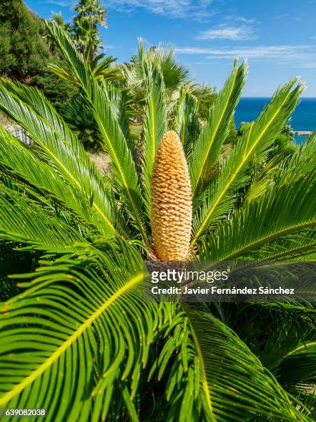 the cone-shaped male flower, and the leaves of sago palm (cycas revoluta). a plant native to japan that is often found as an ornamental plant in gardens. all parts of the plant are toxic. - cicadea foto e immagini stock