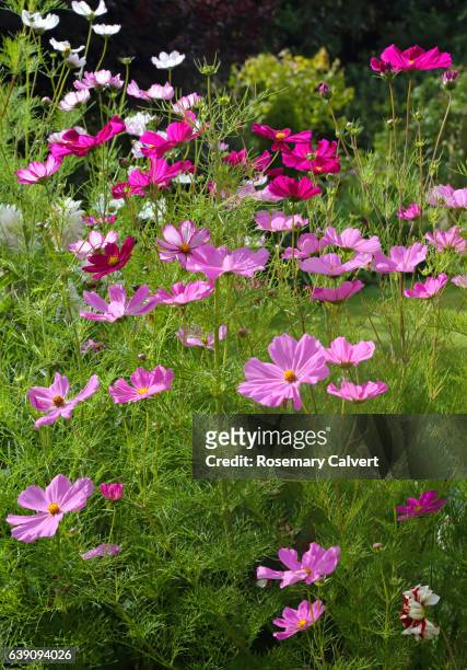 cosmos flowers in late summer english garden. - rosenskära bildbanksfoton och bilder