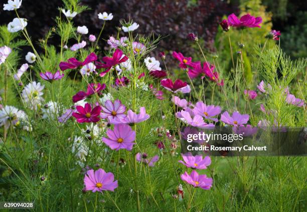 view of cosmos flowers in english garden in late summer. - september garden stock pictures, royalty-free photos & images