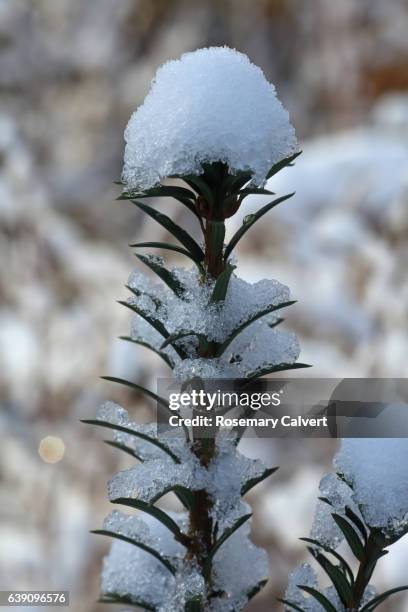 yew tree sapling covered with snow, in close-up. - yew needles stock pictures, royalty-free photos & images