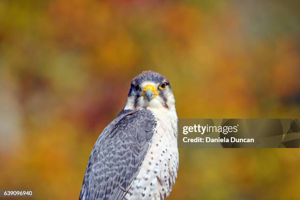 falcon - alfaneque imagens e fotografias de stock