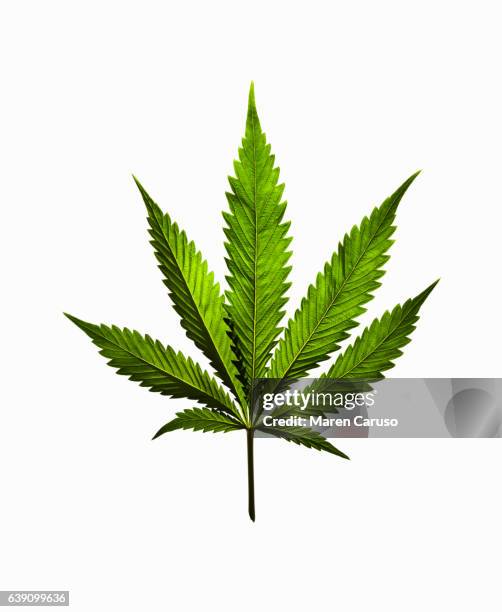 marijuana leaf on white background - marihuana hierba de cannabis fotografías e imágenes de stock