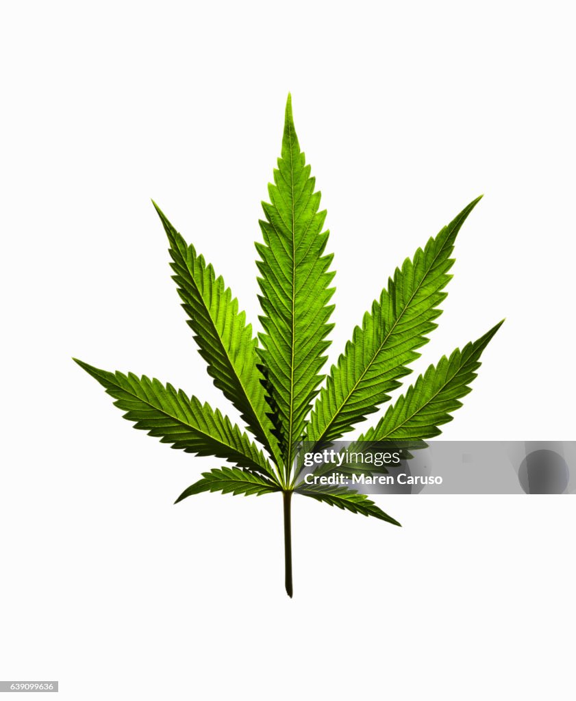 Marijuana leaf on white background