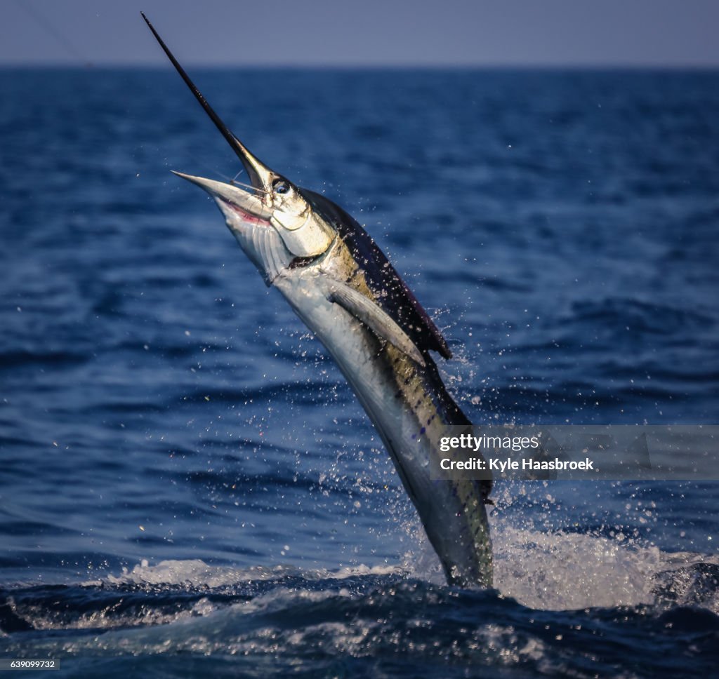 Angry Sailfish,