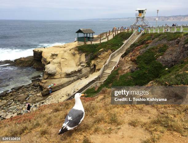 seagull at la jolla cove in san diego - la jolla marine reserve stock pictures, royalty-free photos & images