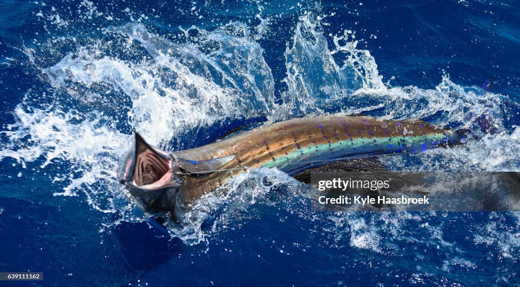 Lit Up Sailfish