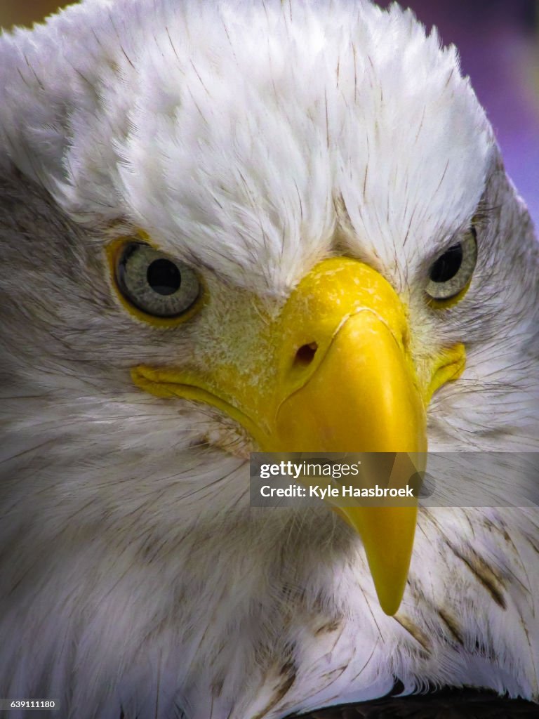 Bald Eagle