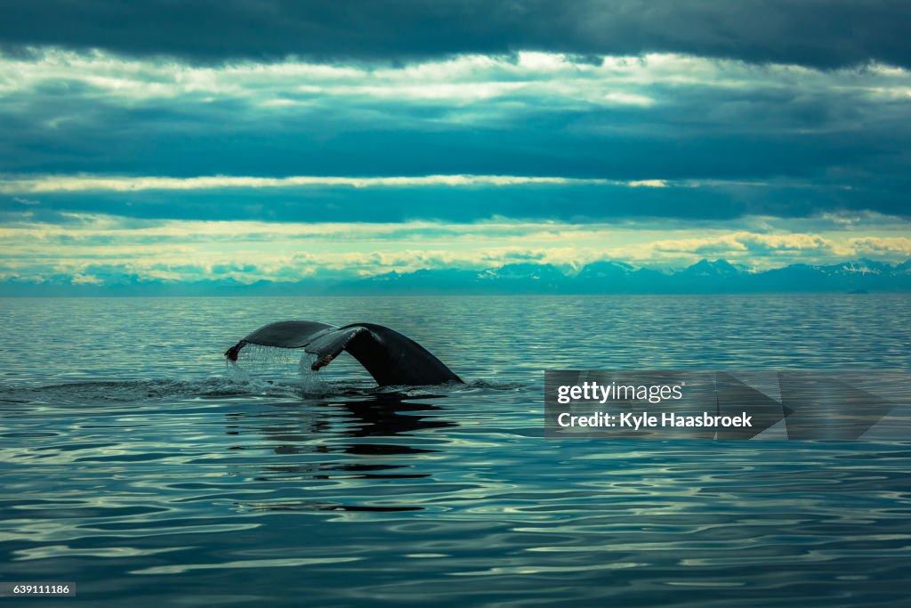 Sounding Humpback Whale