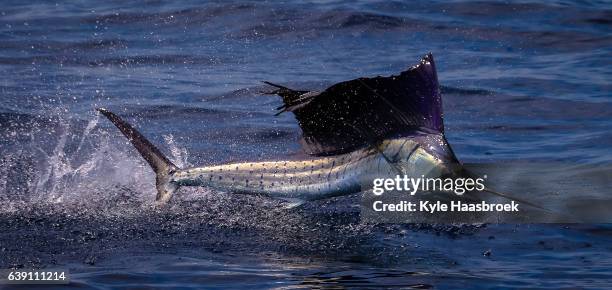 sailfish - sailfish stockfoto's en -beelden