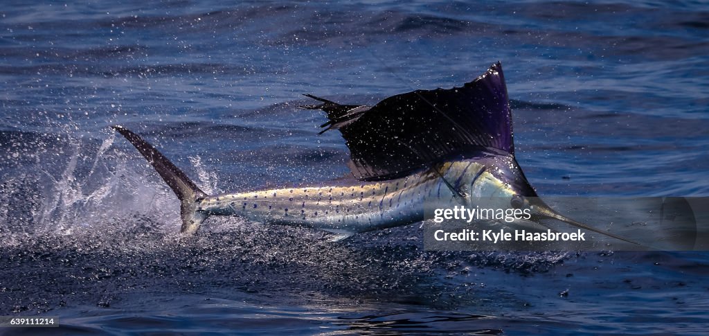Sailfish