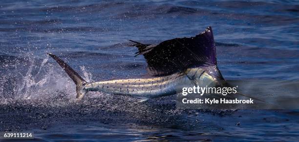 sailfish - sailfish stock pictures, royalty-free photos & images