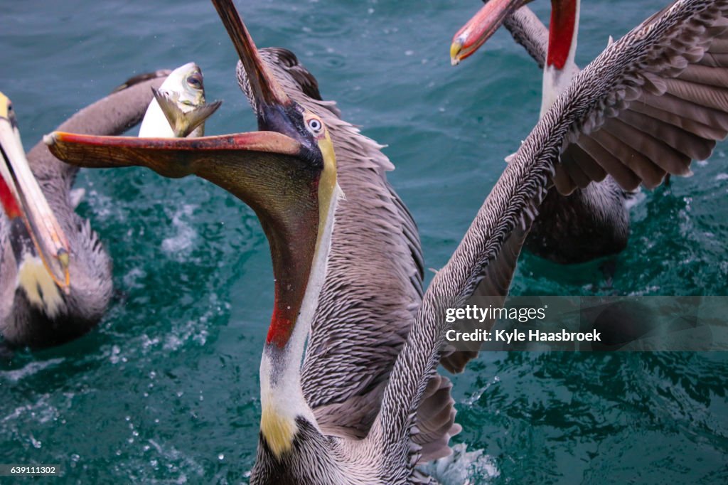 Pelican
