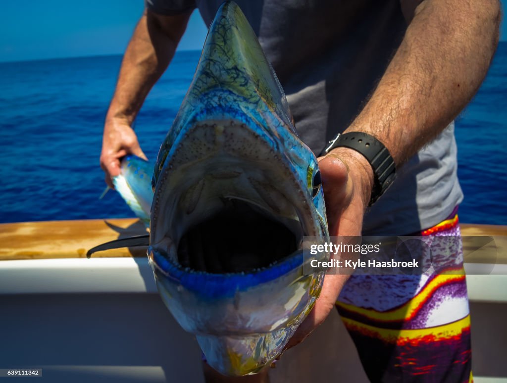Mahi-Mahi Frontal