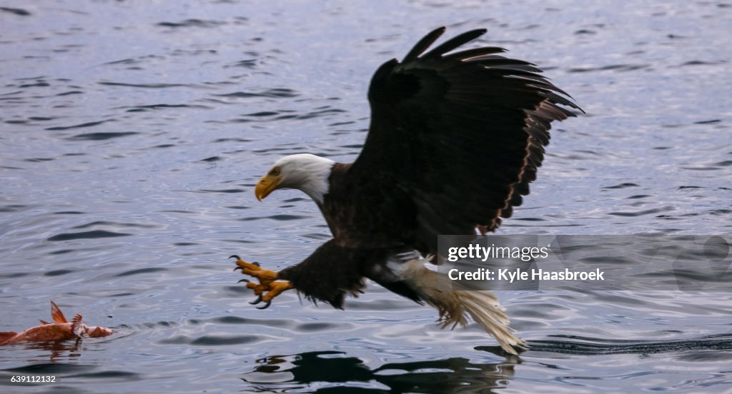 Bald Eagle Hunting