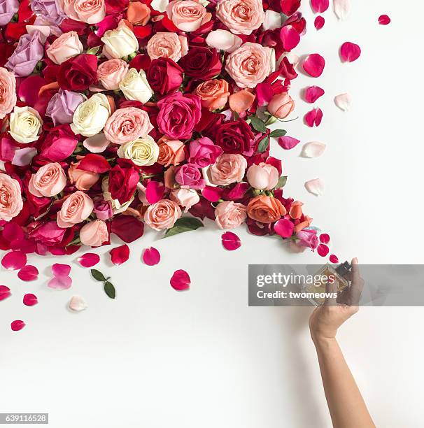 rose scented perfume conceptual still life. - hands in the air stock-fotos und bilder