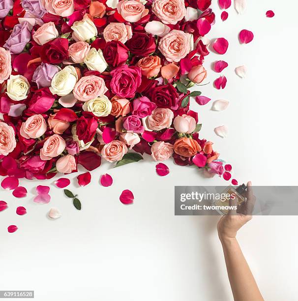 rose scented perfume conceptual still life. - spray on hand stock pictures, royalty-free photos & images