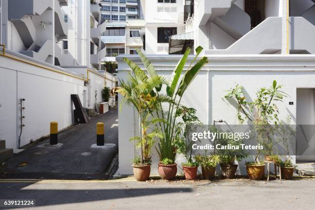 urban gardening behind an apartment of tiong bahru's heritage estate - singapore alley stock pictures, royalty-free photos & images