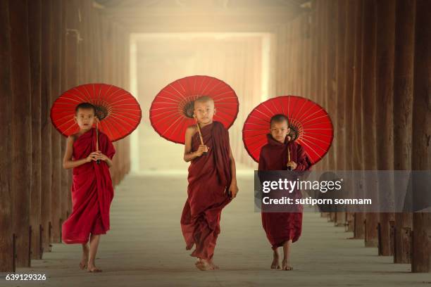 burmaese three novice monks walking holding red umbrella - tibetan mastiff stockfoto's en -beelden