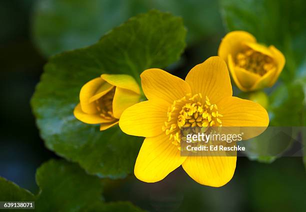cowslip or marsh marigold, buttercup family - field marigold stock pictures, royalty-free photos & images