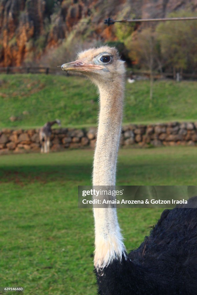Ostrich