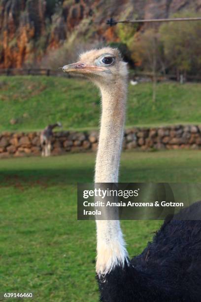 4,998 Long Neck Animals Photos and Premium High Res Pictures - Getty Images 4,998 Long Neck Animals Photos and Premium High Res Pictures - Getty Images