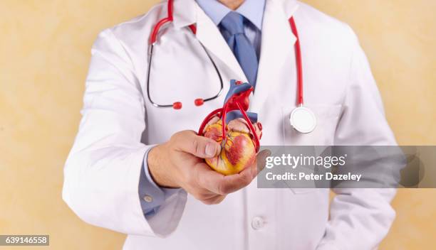 cardiographer with heart model - organe de reproduction masculin fotografías e imágenes de stock