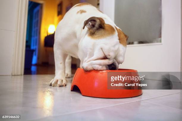 dog eating from his bowl.indoor - dog bowl fotografías e imágenes de stock