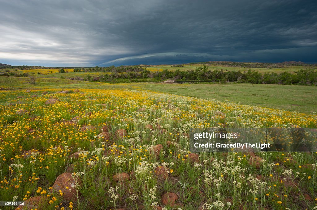 Old Plainsman and Coreopsis with Incoming Storm, Wichita Mtns., Oklahoma