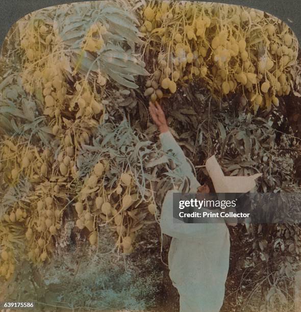 Gathering luscious fruit from a heavily laden mango tree, Cuernavaca, Mexico', 1907. From The Underwood Travel Library, [Underwood & Underwood,...