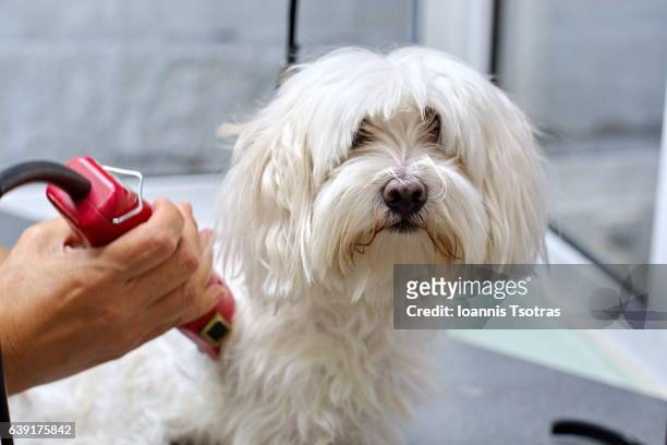 cute maltese dog at the groomer - maltese dog foto e immagini stock
