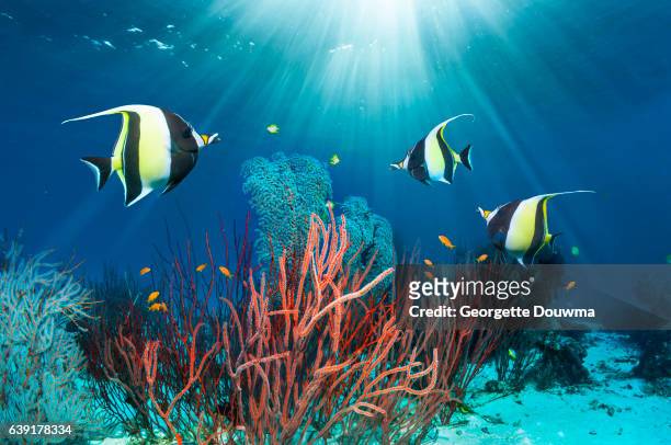 coral reef scenery with moorish idols. - seabed stock pictures, royalty-free photos & images