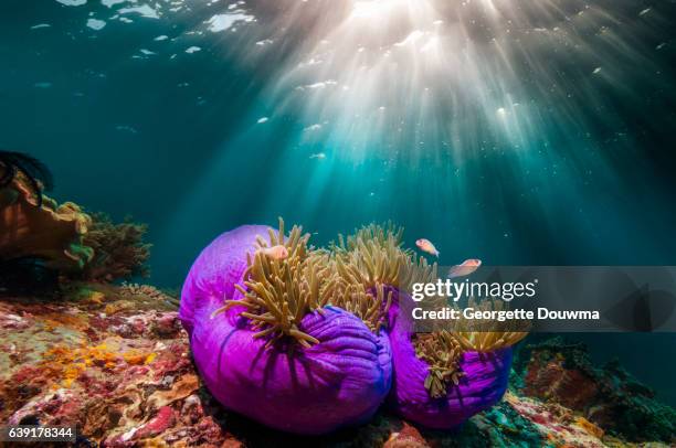 coral reef scenery with shafts of sunshine through the surfac - anemonefish stock pictures, royalty-free photos & images