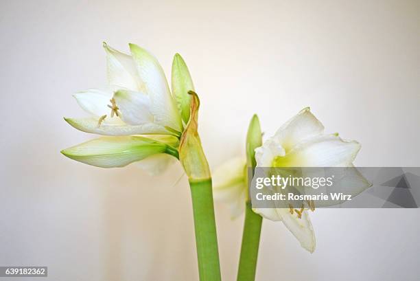 two white amaryllis flowers - amaryllis stock-fotos und bilder