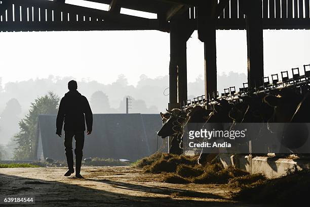 Cattle in the lairage of a dairy farm of Lower Normandy, Holstein Friesian cattle busy eating, silhouette of a breeder leaving the cowshed.