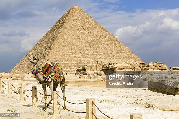 Dromedary in front of the Great Sphinx and the Great Pyramid of Giza on the Giza Plateau.