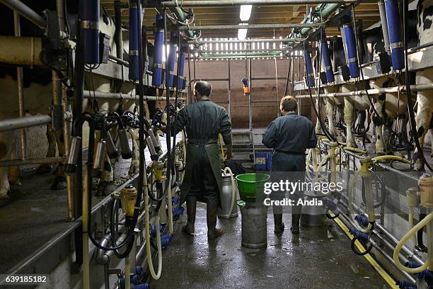 Milking parlor in a dairy farm of Lower Normandy, Holstein Friesian cattle.