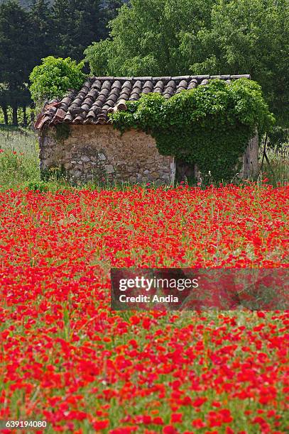 Old shed in a poppy field near Lorgues .