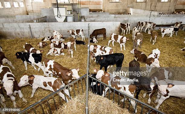 Factory farming, veal calves , mixed breeds: Montbeliard, Holstein, Simmental.