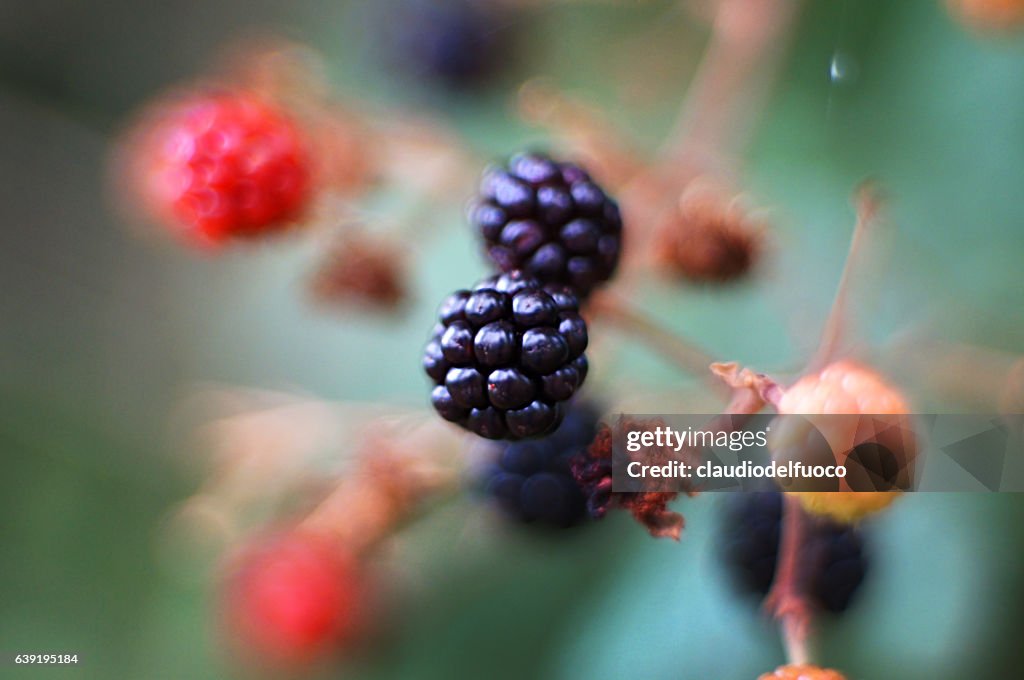 Blackberries