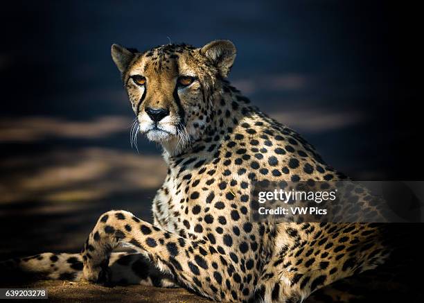 Cheetah resting, Quiver Tree forest.