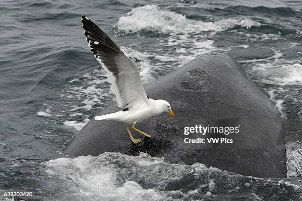 Southern Right Whale.Eubalaena australis.Kelp Gull picking on whale's back, feeding on skin/blubber. Four 'craters' made by gulls in this way are...