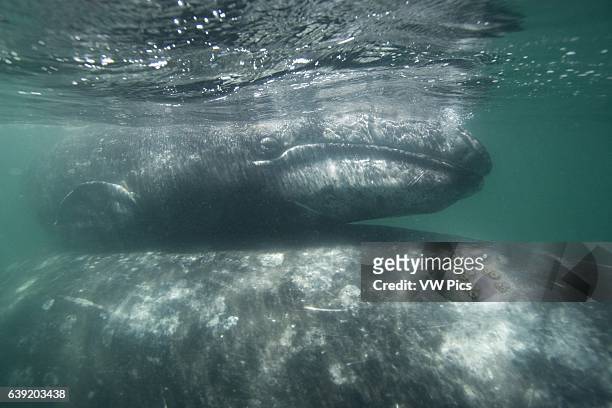 Gray whale.Eschrichtius robustus.Calf on top of mother's back .San Ignacio Lagoon, Baja California South, Mexico.