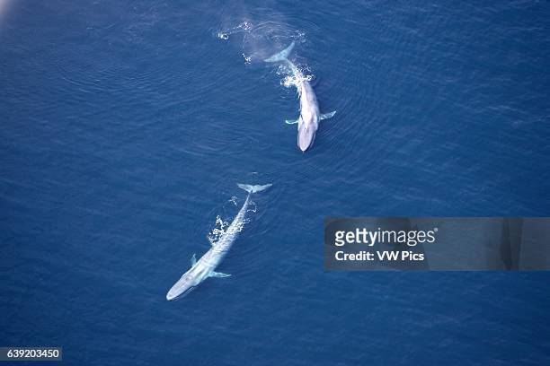 Blue whale.Balaenoptera musculus.Gulf of California , Mexico.