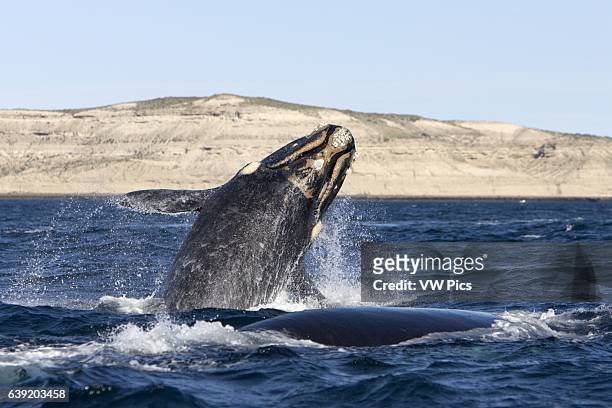 Southern Right whale.Eubalaena australis.Calf, breaching while traveling alongside its mother. Off Puerto Piramide, Valds Peninsula, Chubut Province,...