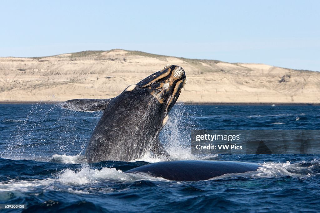 Southern Right whale