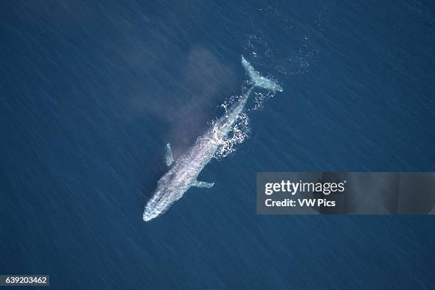 Blue whale.Balaenoptera musculus.Gulf of California , Mexico.