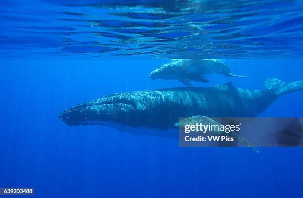Mother and calf.Megaptera novaeangliae.Vava'u, Tonga, South Pacific.
