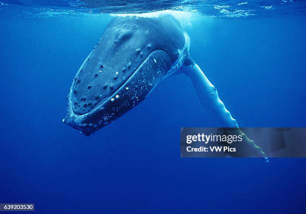 Humpback whale.Megaptera novaeangliae.Vava'u, Tonga, South Pacific.