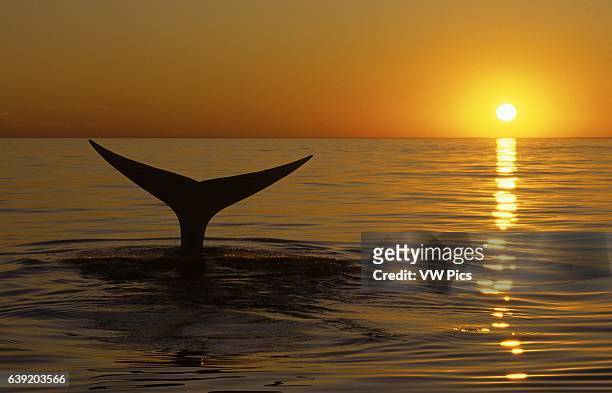 Northern Right whale.Eubalaena glacialis.Whale diving at sunset, .Bay of Fundy, New Brunswick, Canada.